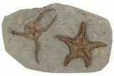 Large Fossil Starfish and Brittle Star - Morocco #190970-1